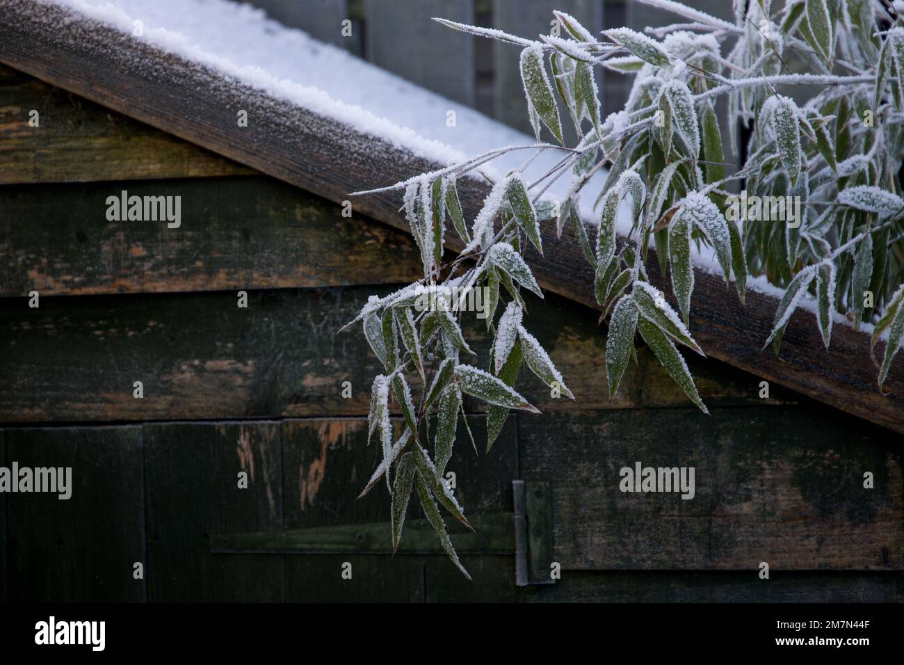 Frozen bamboo plant leaves and old garden shed in winter Stock Photo