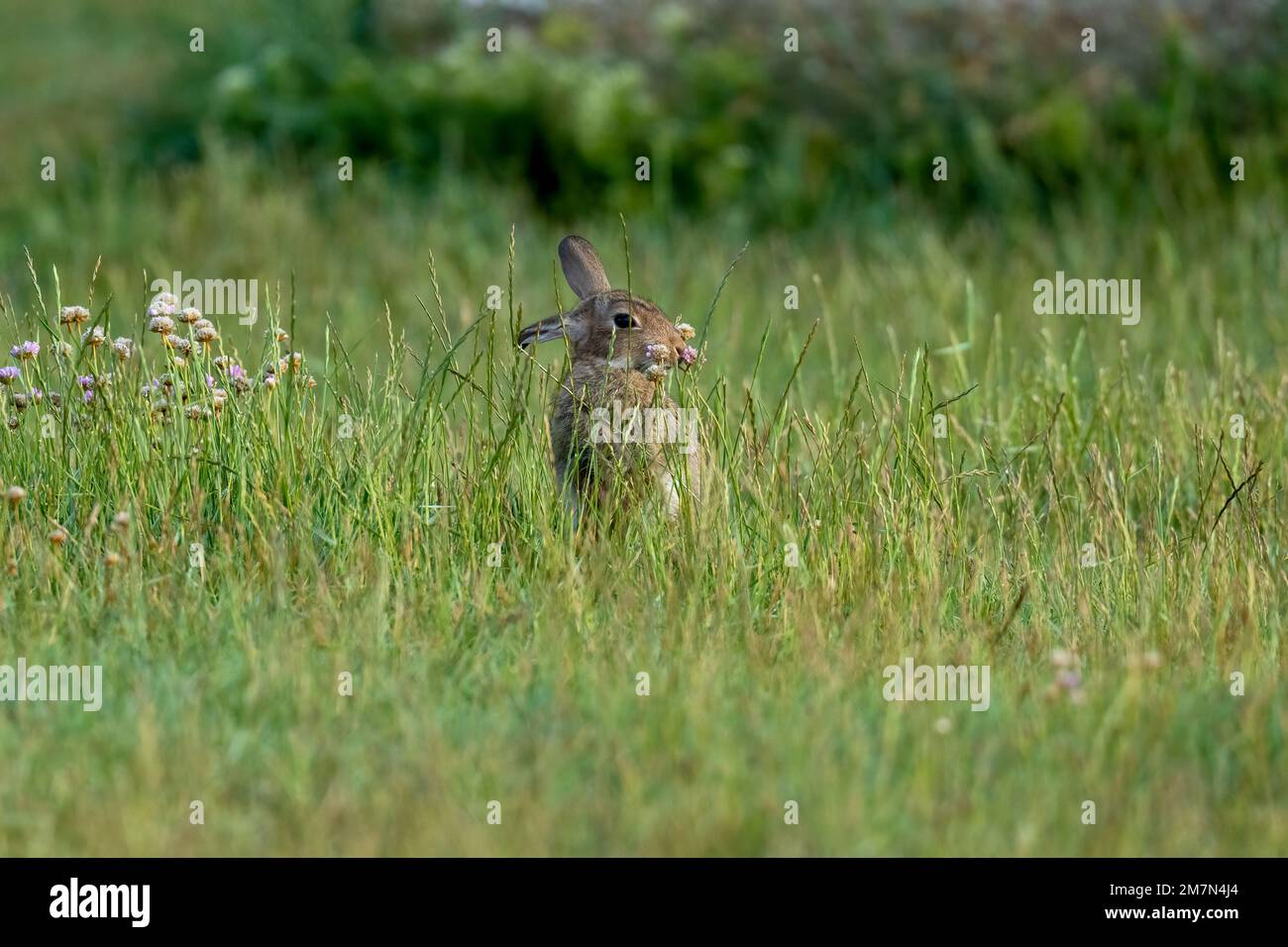 Rabbit- Oryctolagus Cuniculus amongst Cotton-grass-Eriophorum. Stock Photo