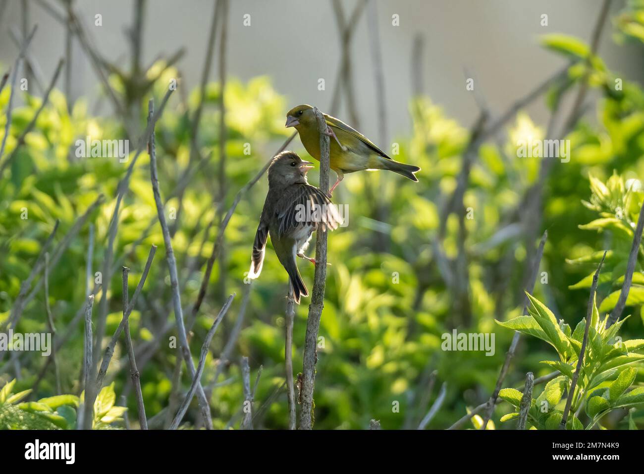 Male Greenfinch - Carduelis chloris feeds young. Stock Photo