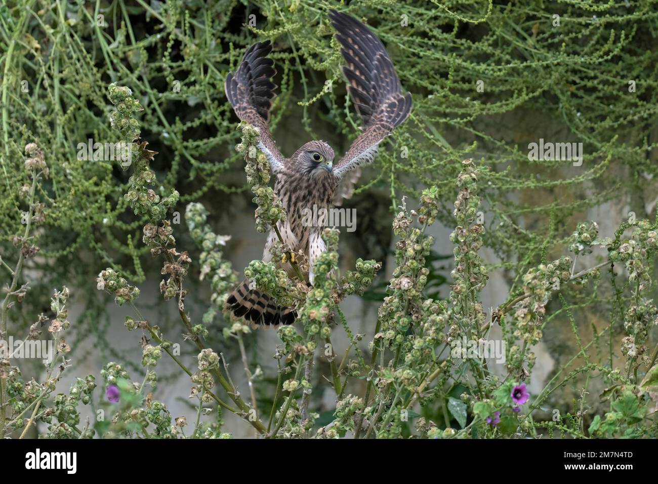Juvenile Kestrel-Falco tinnunculus perches on Common Mallow-Malva sylvestris. Stock Photo