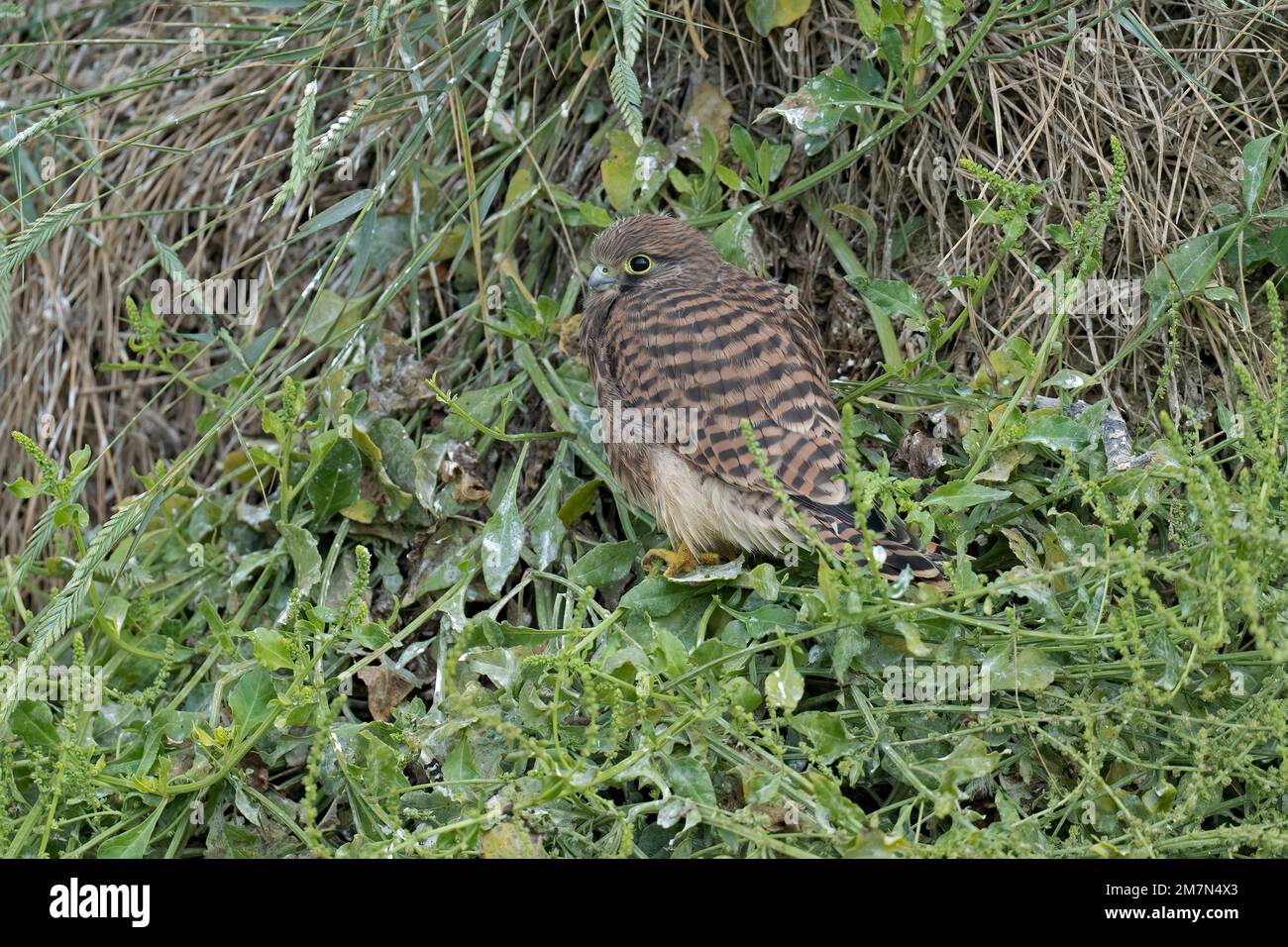 Juvenile Kestrel-Falco tinnunculus. Stock Photo
