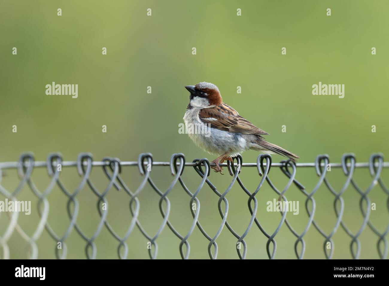 Male House Sparrow- Passer domesticus perches on fence. Stock Photo