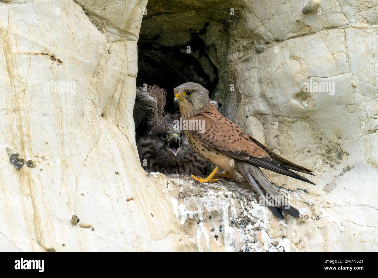 Juvenile Kestrels-Falco tinnunculus begs for food. Stock Photo