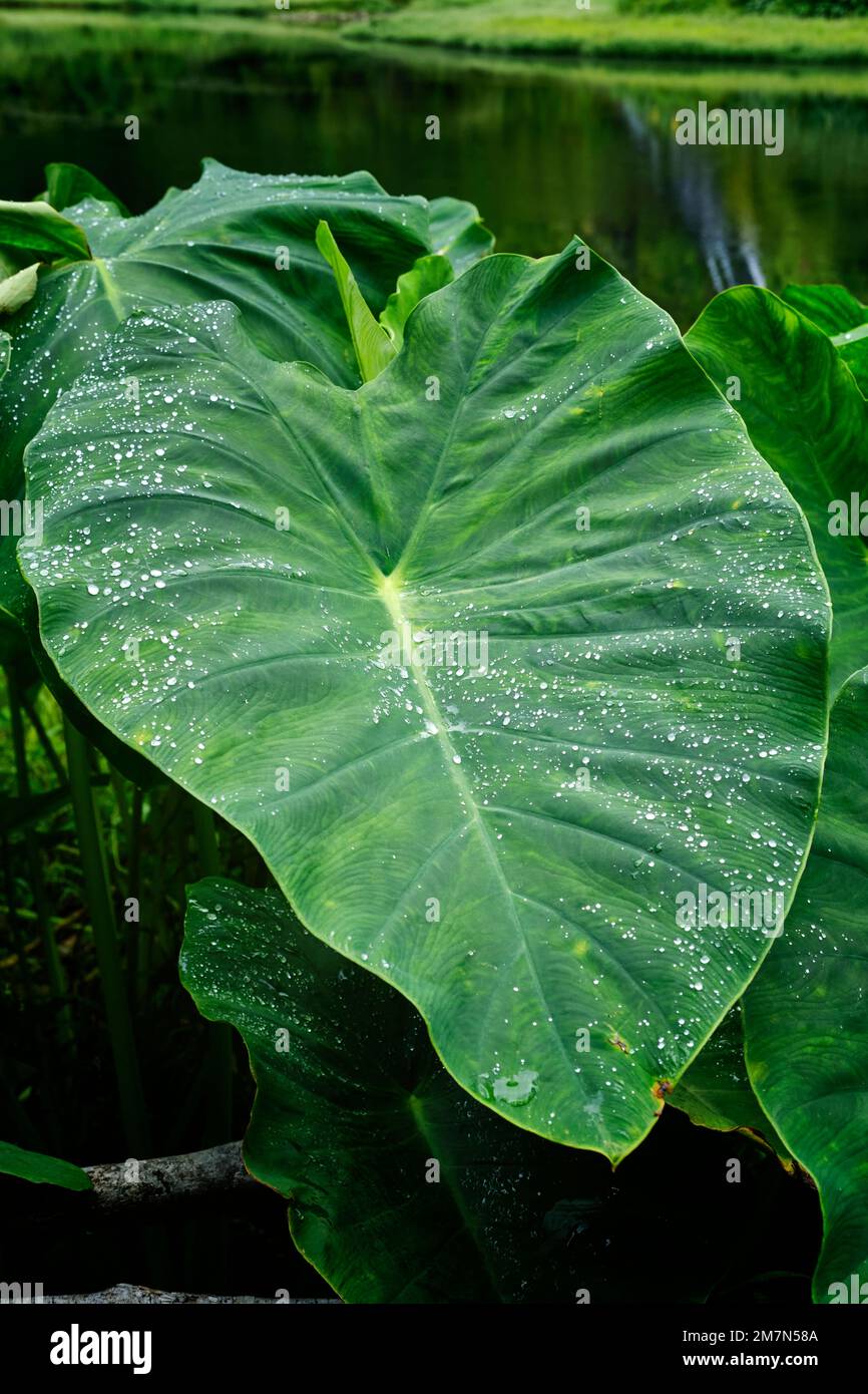 Inhame leaf (Colocasia antiquorum) which as water repellency properties. Flores island, Azores islands. Portugal Stock Photo