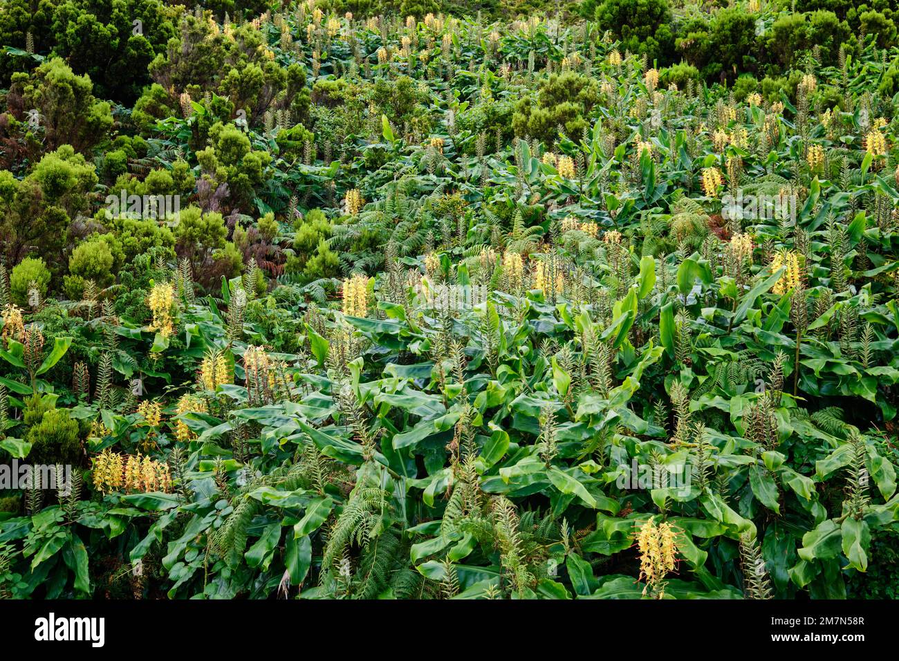Cana-Roca (Hedychium gardnerianum). Planta que floresce no final do verão. Oriunda dos Himalaias, é considerada uma espécie invasora na Nova Zelândia, Stock Photo