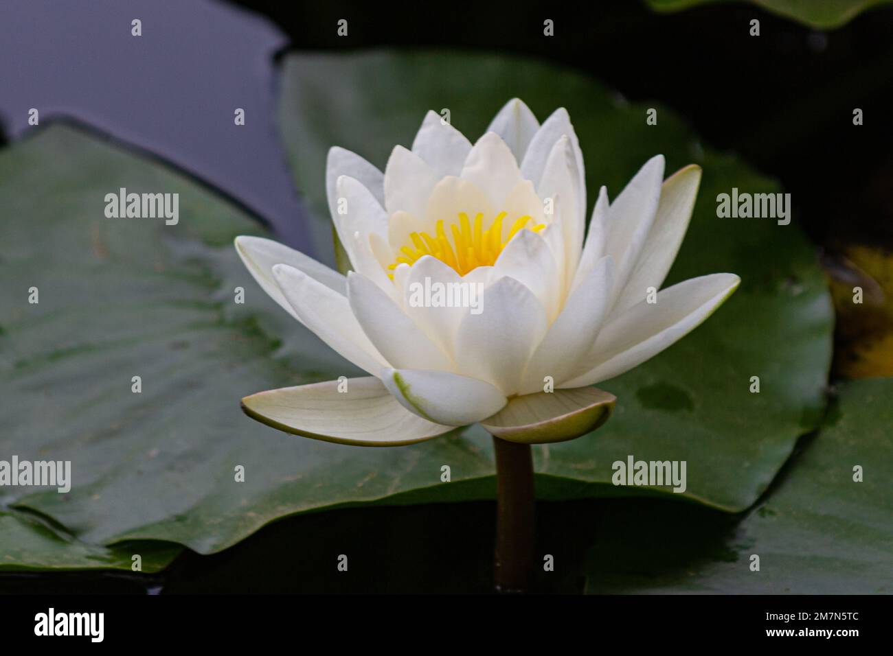 A single water lily and lily pad in a pond in Girona, Spain Stock Photo