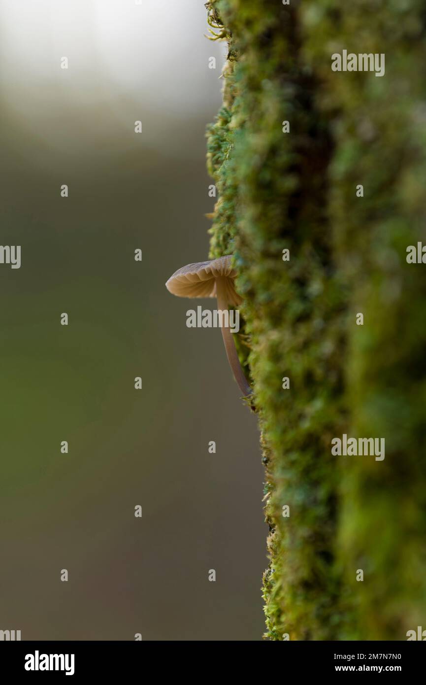 a tiny mushroom growing out of a moss-covered tree trunk, Pfälzerwald Nature Park, Pfälzerwald-Nordvogesen Biosphere Reserve, Rhineland-Palatinate, Germany Stock Photo
