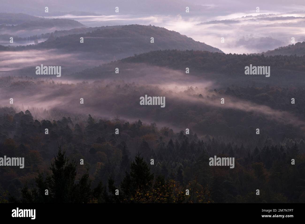 Fog lies in the valleys of the Palatinate Forest, morning atmosphere ...
