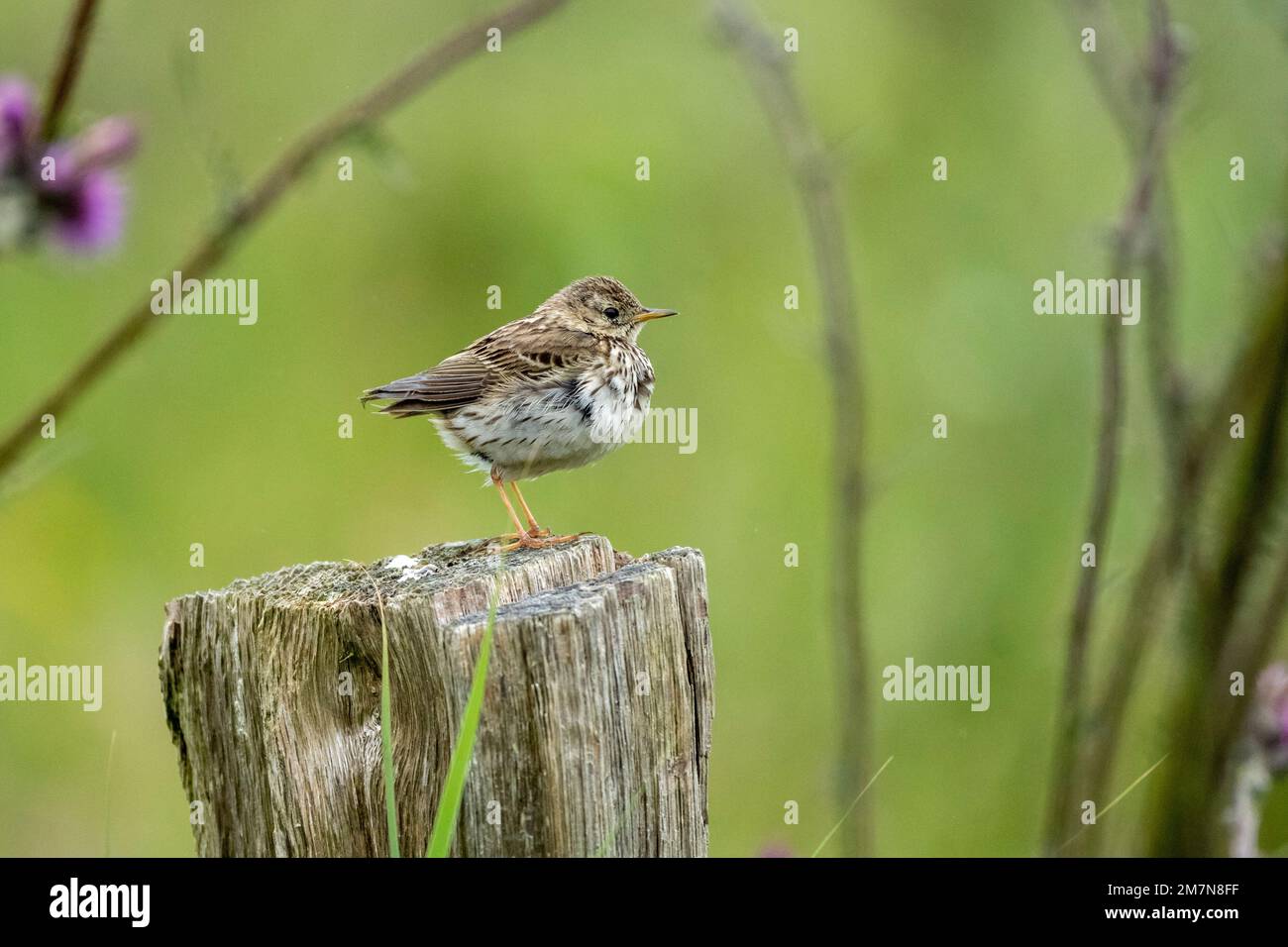 brown tree-pipit (Anthus trivialis) fledgling Stock Photo