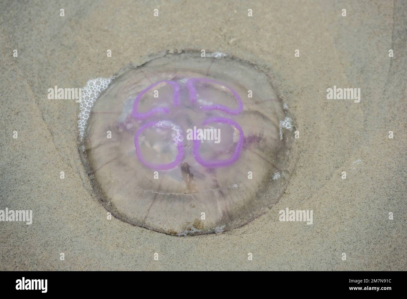 common jellyfish (Aurelia aurita) scyphozoans (Scyphozoa) within the cnidarians (Cnidaria). Stock Photo