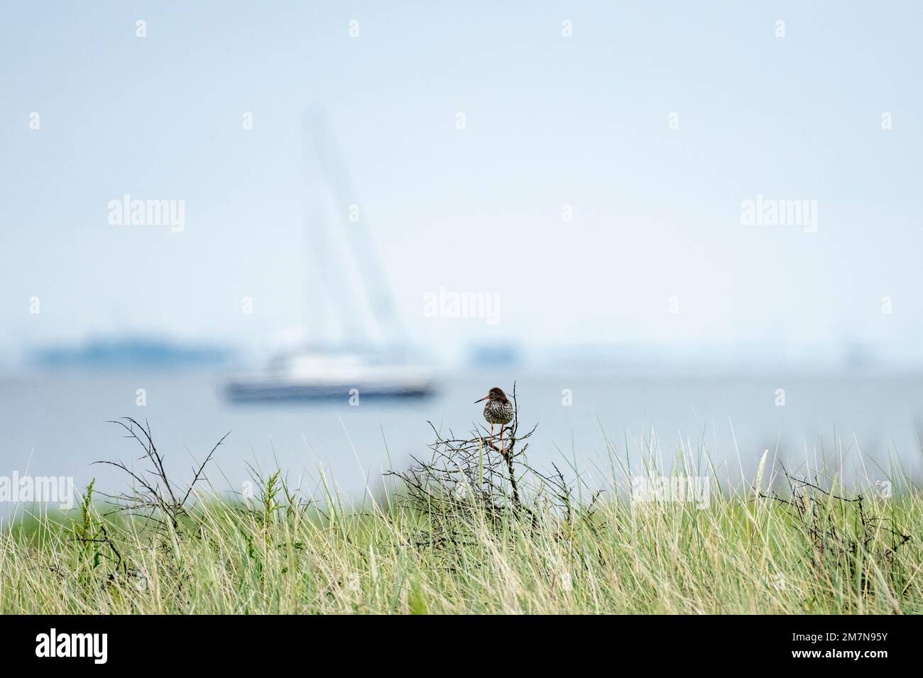 Redshank (Tringa totanus) (Scolopacidae). Stock Photo