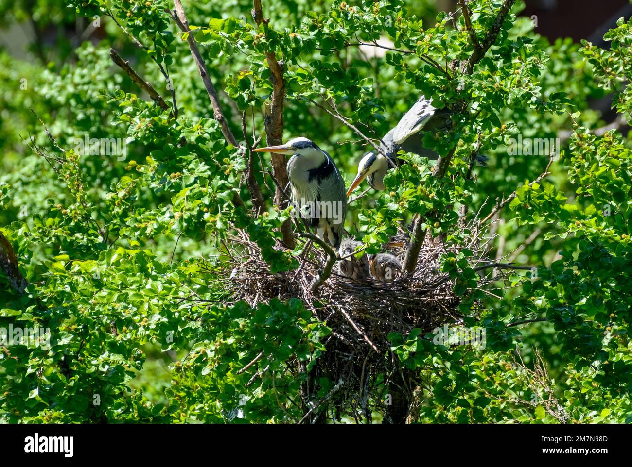 Grey heron (Ardea cinerea) also heron, view of a nest with young grey herons, about 3 weeks old. Stock Photo
