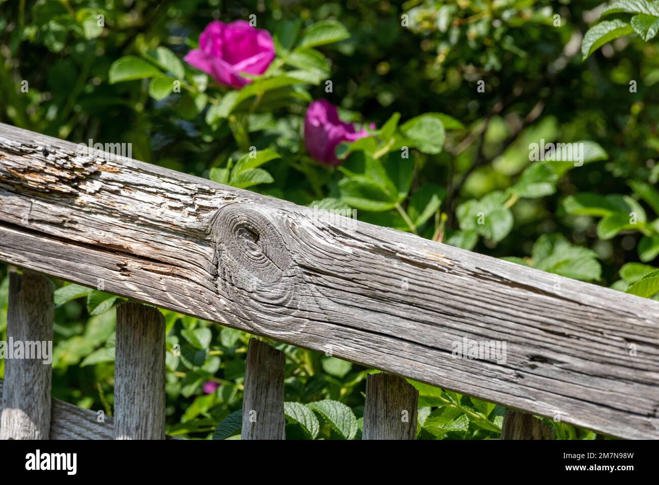Germany, East Frisia, island Juist, old wooden picket fence. Stock Photo