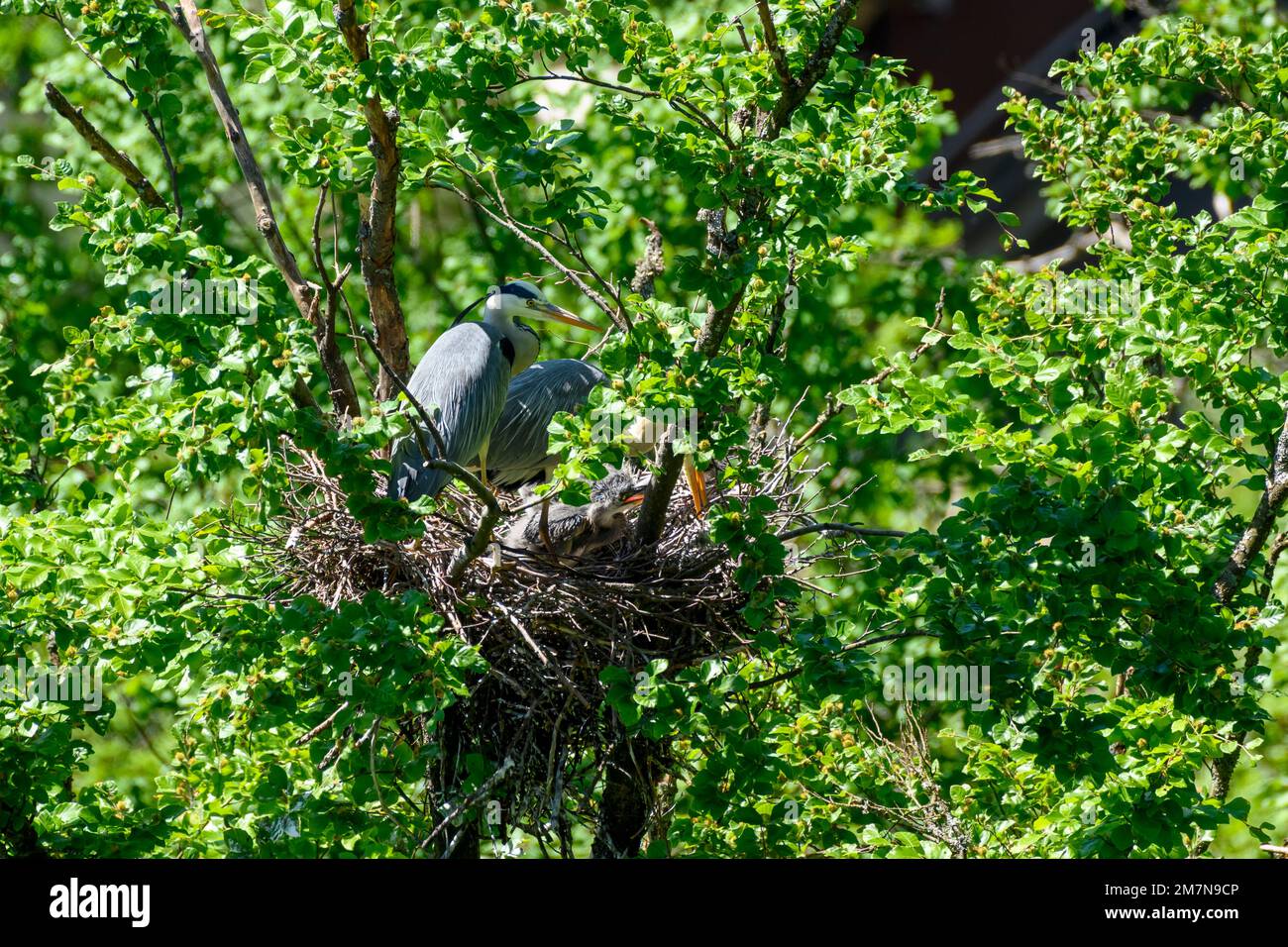 Grey heron (Ardea cinerea) also heron, view of a nest with young grey herons, about 3 weeks old. Stock Photo