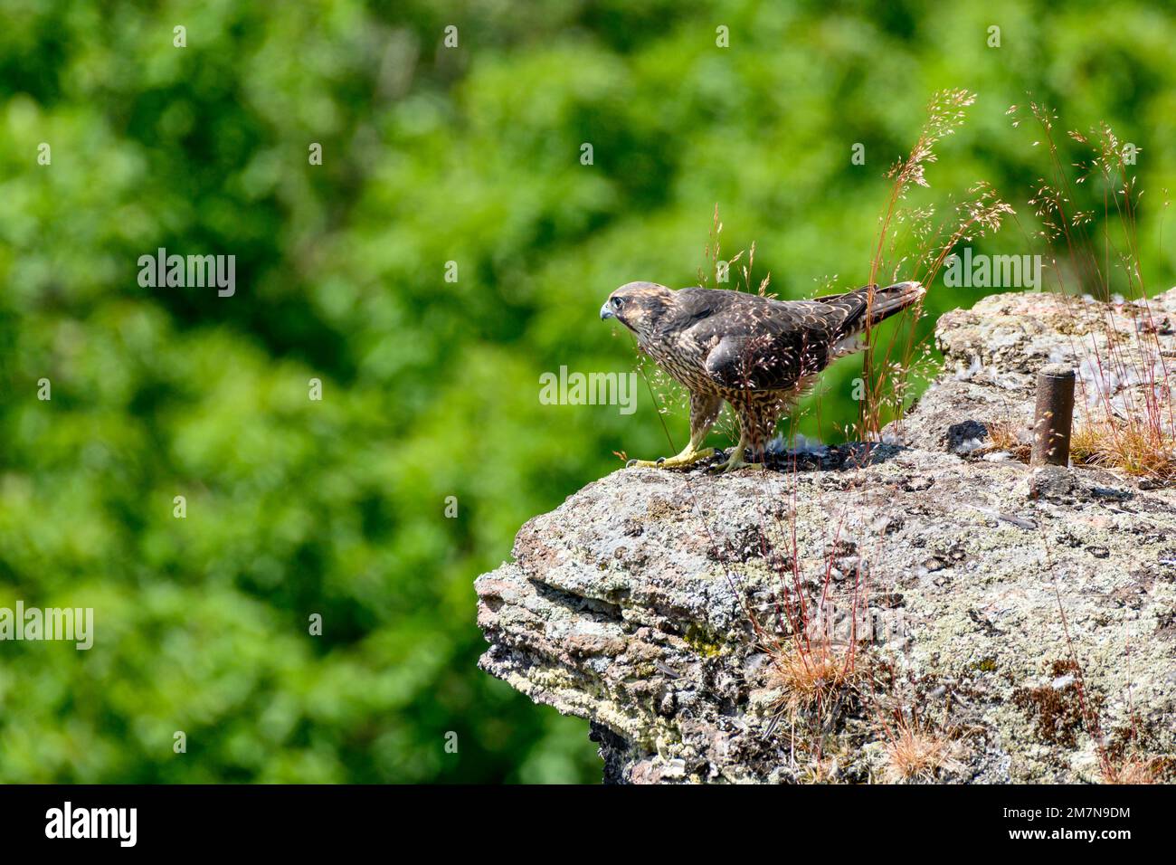 Peregrine falcon on rock hi-res stock photography and images - Alamy
