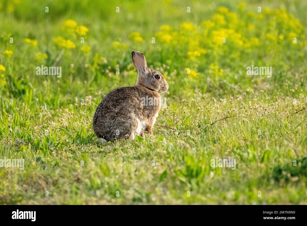 Wild rabbit (Oryctolagus cuniculus), in a meadow Stock Photo Alamy