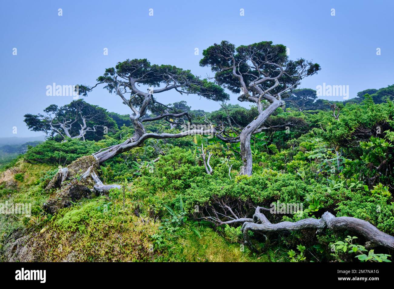 Azores juniper, Cedro-do-Mato (Juniperus brevifolia) and Azorean Heather (Erica azorica). Flores Nature Park, Flores island. Azores archipelago, Portu Stock Photo