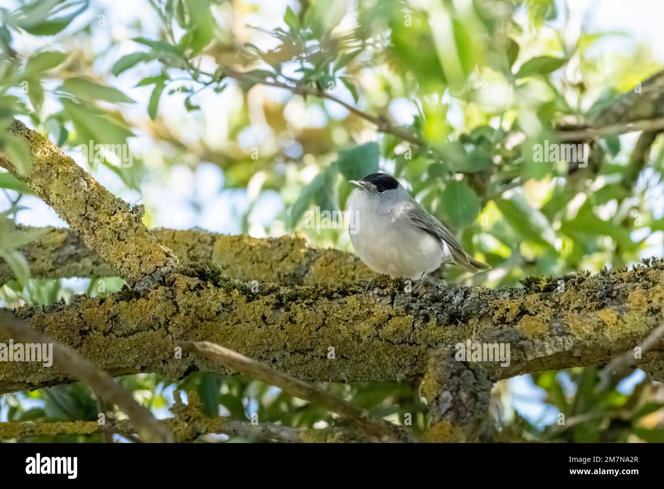 Blackcap (Sylvia atricapilla) songbird genus of warblers Stock Photo Blackcap (Sylvia atricapilla) songbird genus of warblers Stock Photo