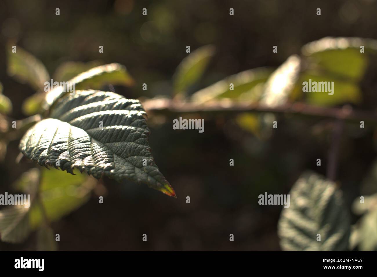 Thorn plant Stock Photo