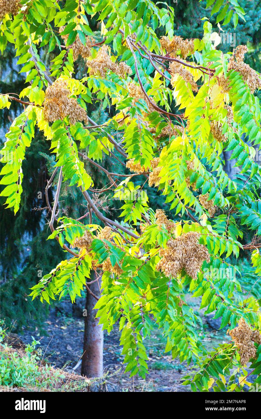 withered flower umbels on curry tree (Murraya koenigii, Syn.: Bergera koenigii), Sicily Stock Photo