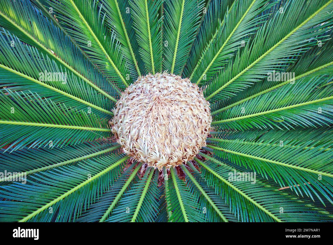Palm fern, Cycas pectinata in Sicily Stock Photo