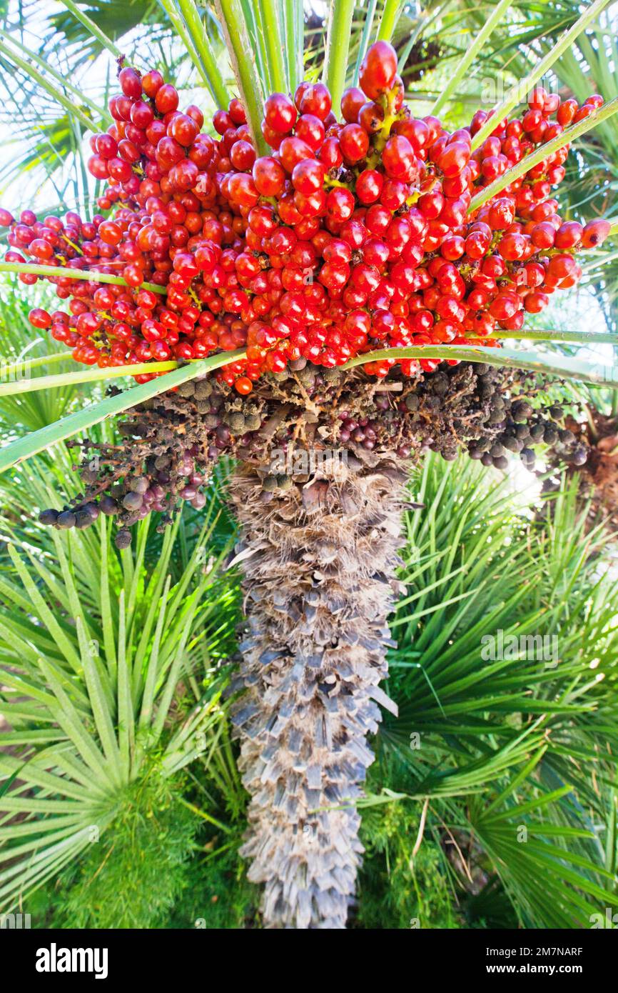 red palm fruit in Sicily Stock Photo