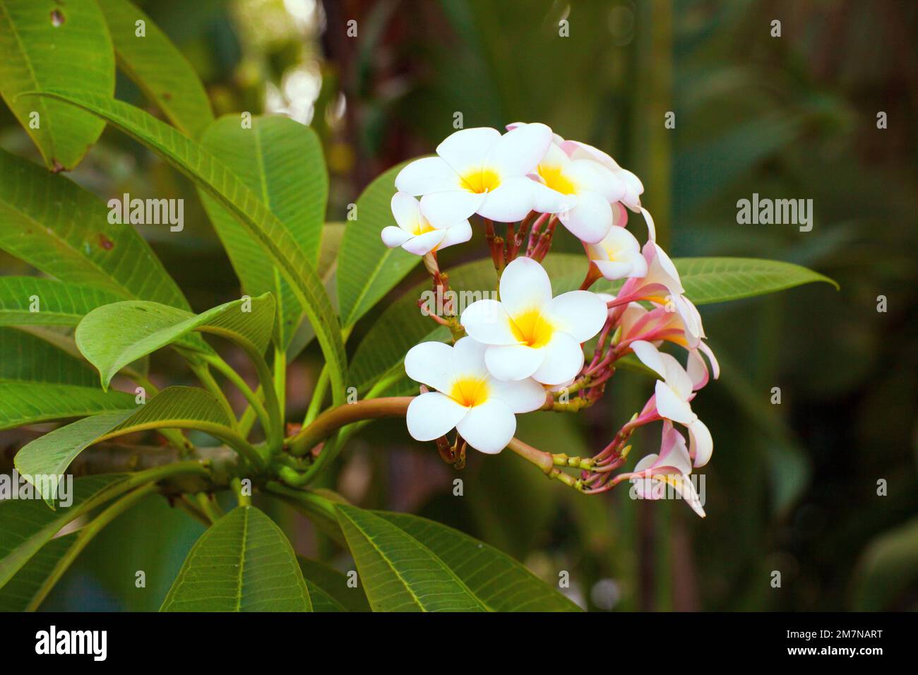 White flowers of fragrant frangipani, Plumeria obtusa, Sicily Stock Photo