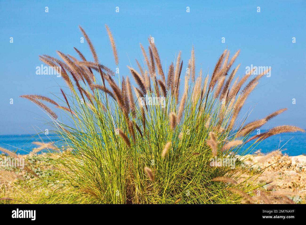 Korean feather reed grass, Achnatherum brachytrichum, Sicily Stock