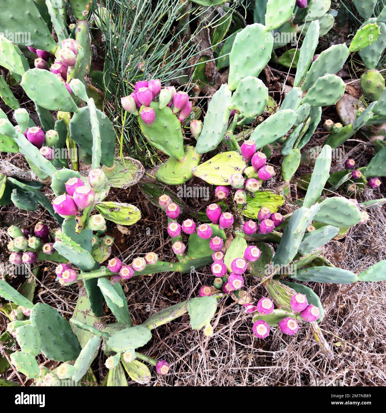 Red fruits of opuntia (Opuntia) a plant genus of the cactus family ...