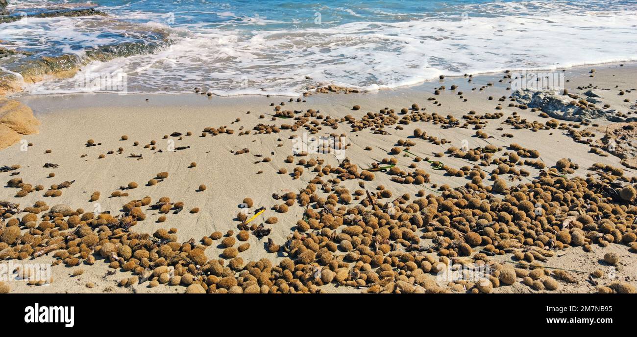 Seaweed balls are shaped by the swell of the sea, Sicily Stock Photo