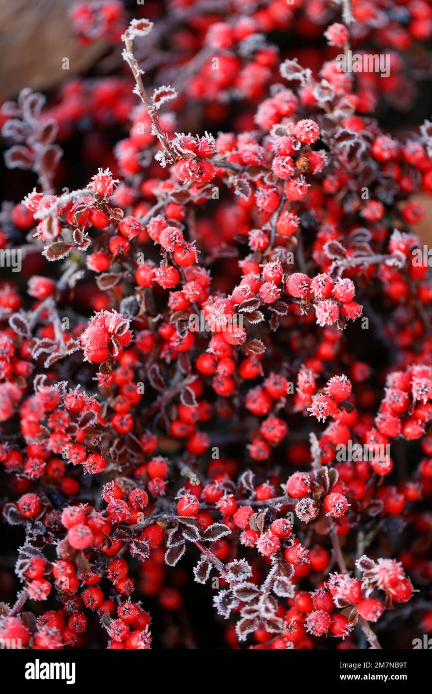 Fruits of the Cotoneaster covered with hoarfrost Stock Photo