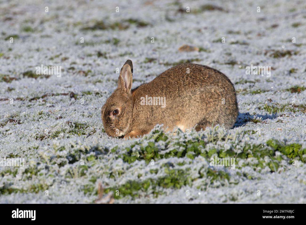 Frosted Point Rabbit Rabbit (Oryctolagus cuniculus) on frosted grass Norfolk UK GB December ...