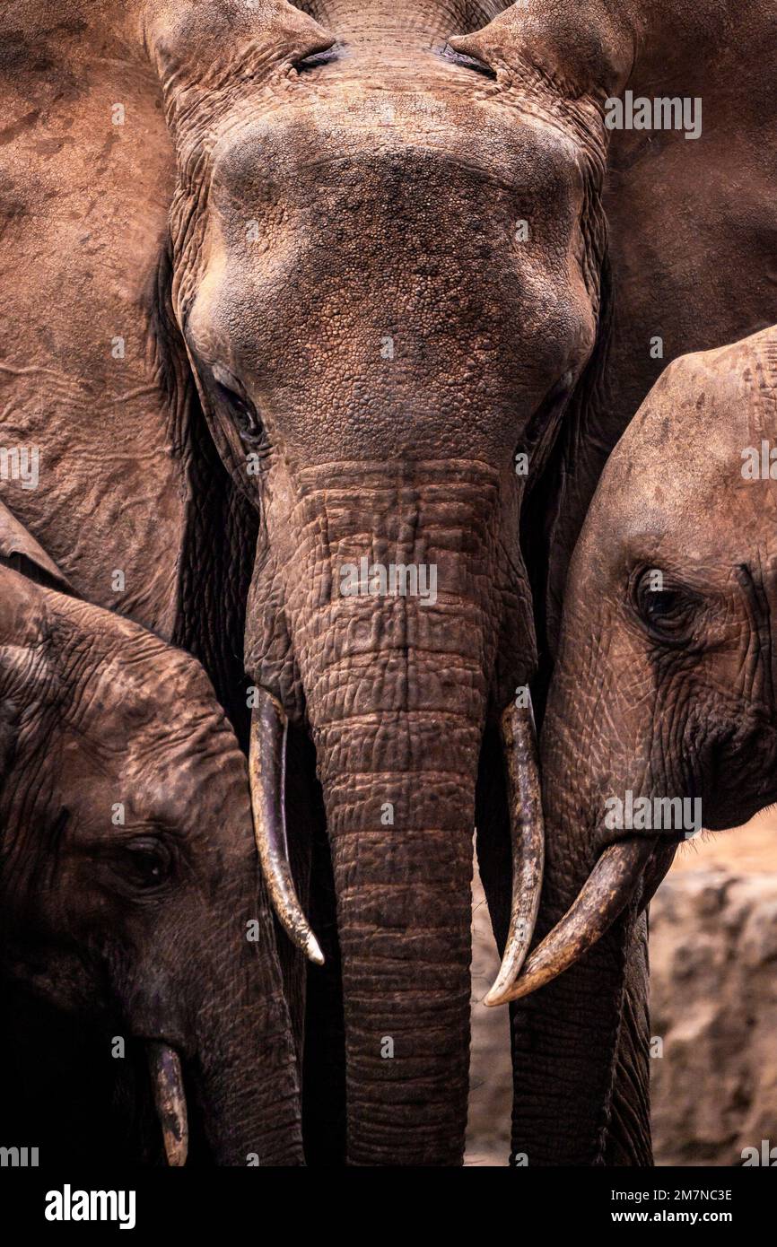 Three elephant herd Loxodonta africana standing close together, Tsavo west national park, Kenya, Africa Stock Photo