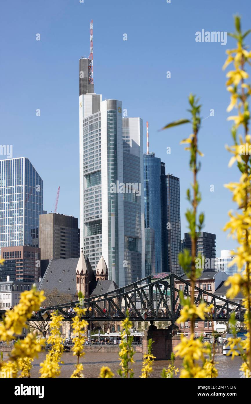 View of the skyline, the banking district and the Eisenersteg, in the foreground a forsythia, Forsythia x intermedia. Frankfurt am Main, Hesse, Germany Stock Photo