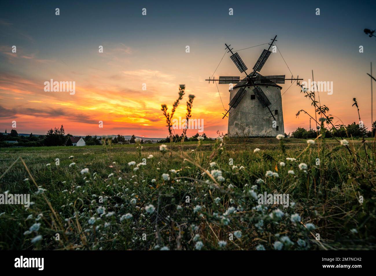 Old historical windmills on hill surrounded by fields flowers hires