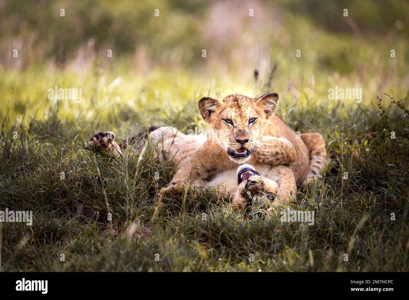 two young African lion, Panthera Leo, playing in the green grass of the savannah. Tsavo West National Park, Taita Hills, Kenya, Africa Stock Photo