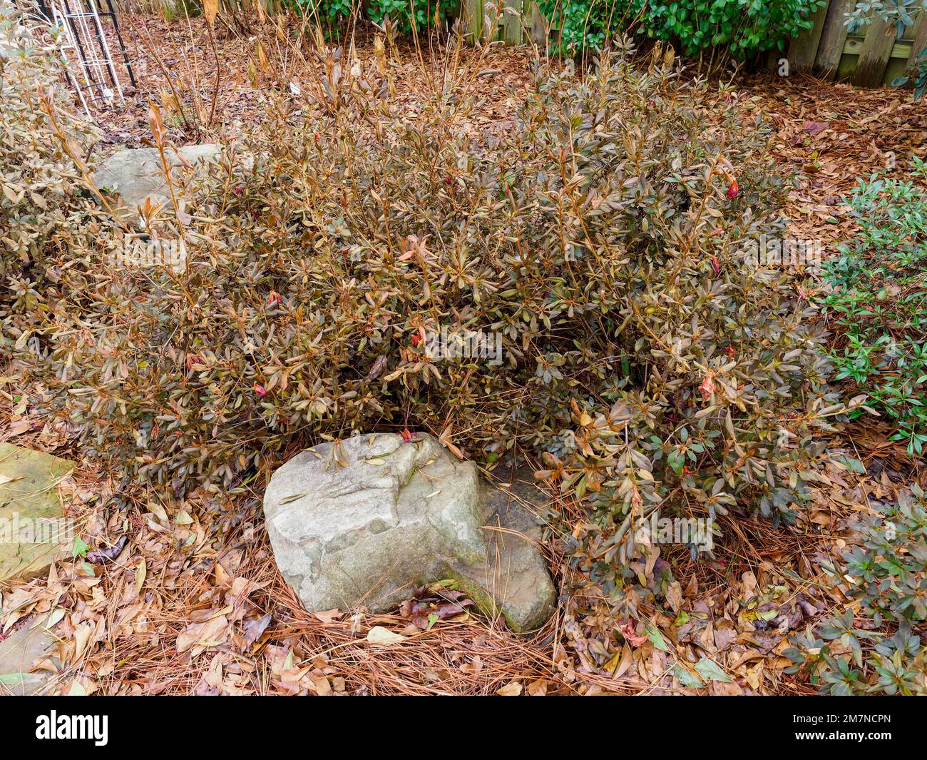 Rhododendron Encore or encore azalea, suffering from winter plant damage caused by damaging freezing weather in Alabama, USA. Stock Photo