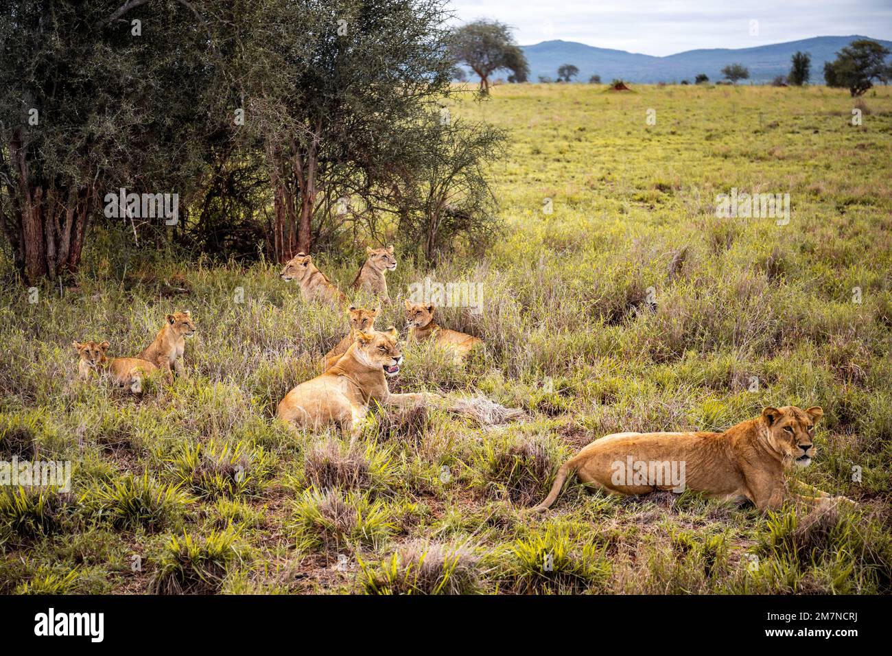 African lion, female Panthera Leo, Lying in the grass with her young of