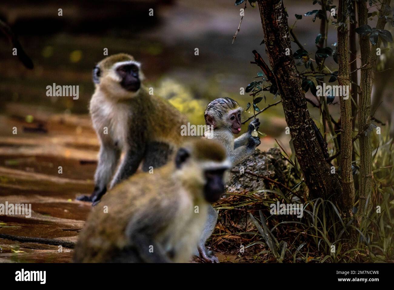 Monkeys, white-throated guenon, Cercopithecus albogularis in Kenya, Africa Stock Photo