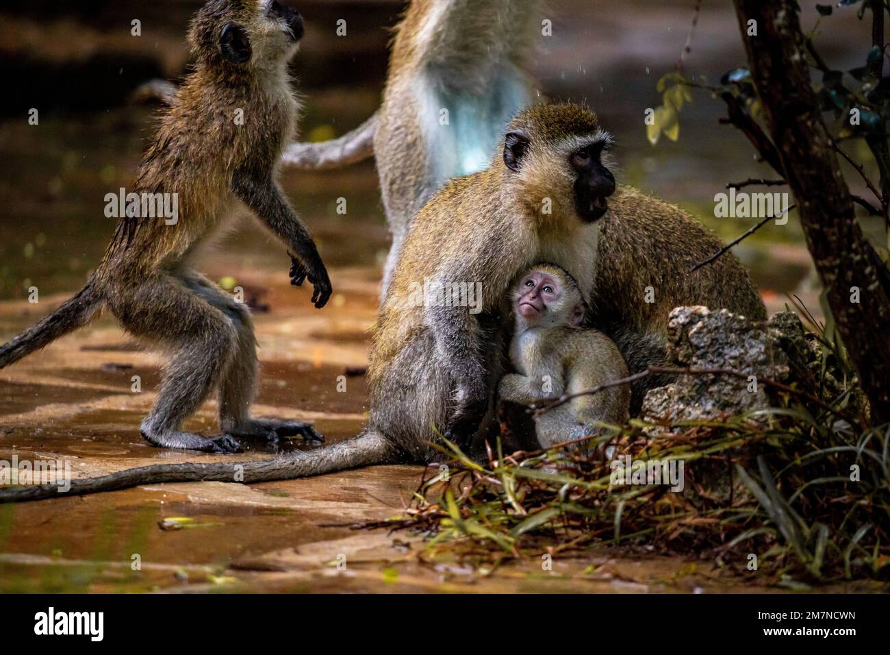 Monkeys, white-throated guenon, Cercopithecus albogularis in Kenya, Africa Stock Photo