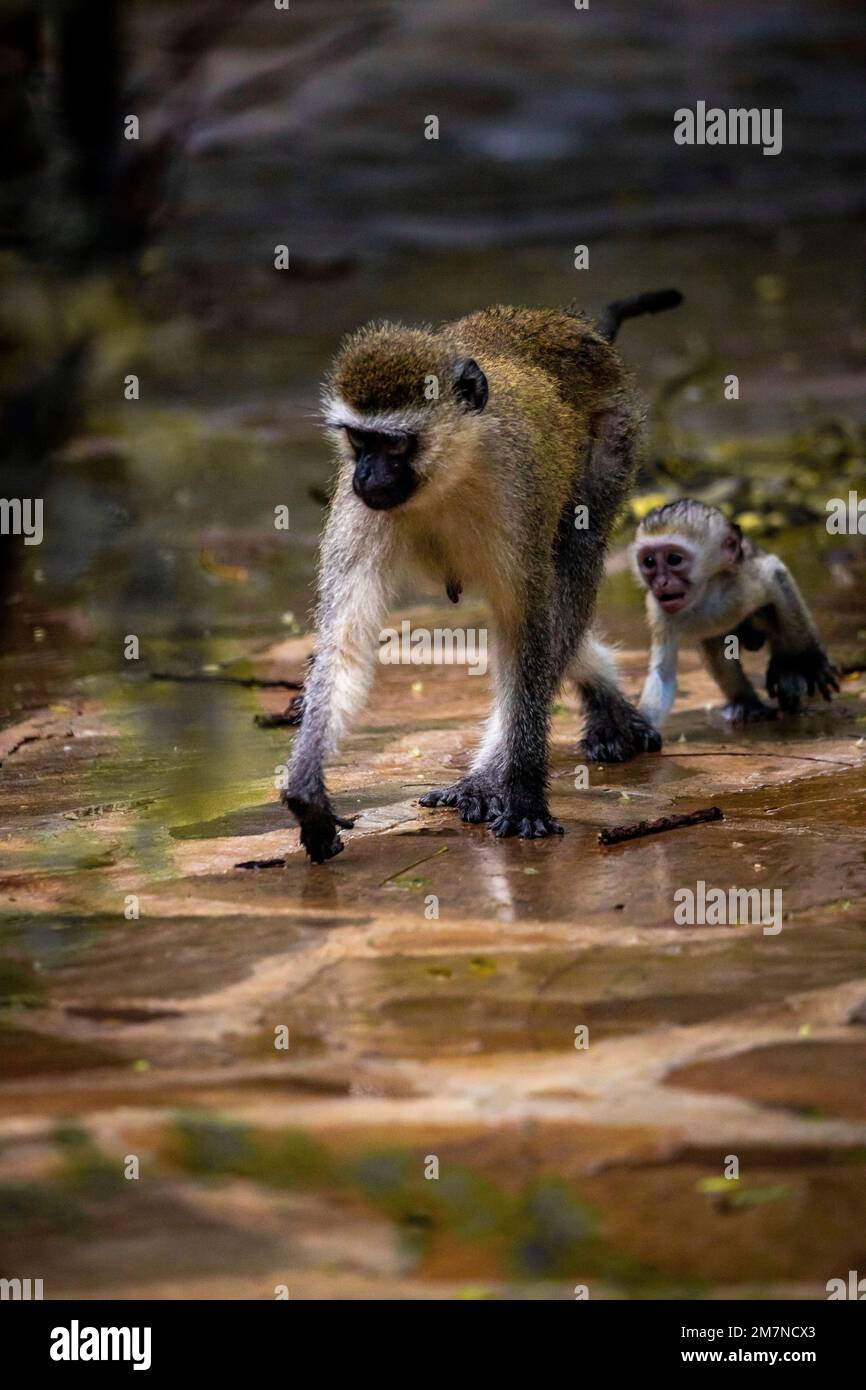 Monkeys, white-throated guenon, Cercopithecus albogularis in Kenya, Africa Stock Photo