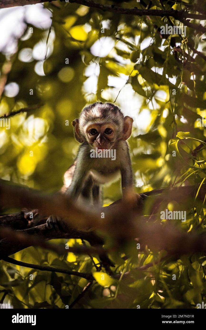 Monkeys, white-throated guenon, Cercopithecus albogularis in Kenya, Africa Stock Photo