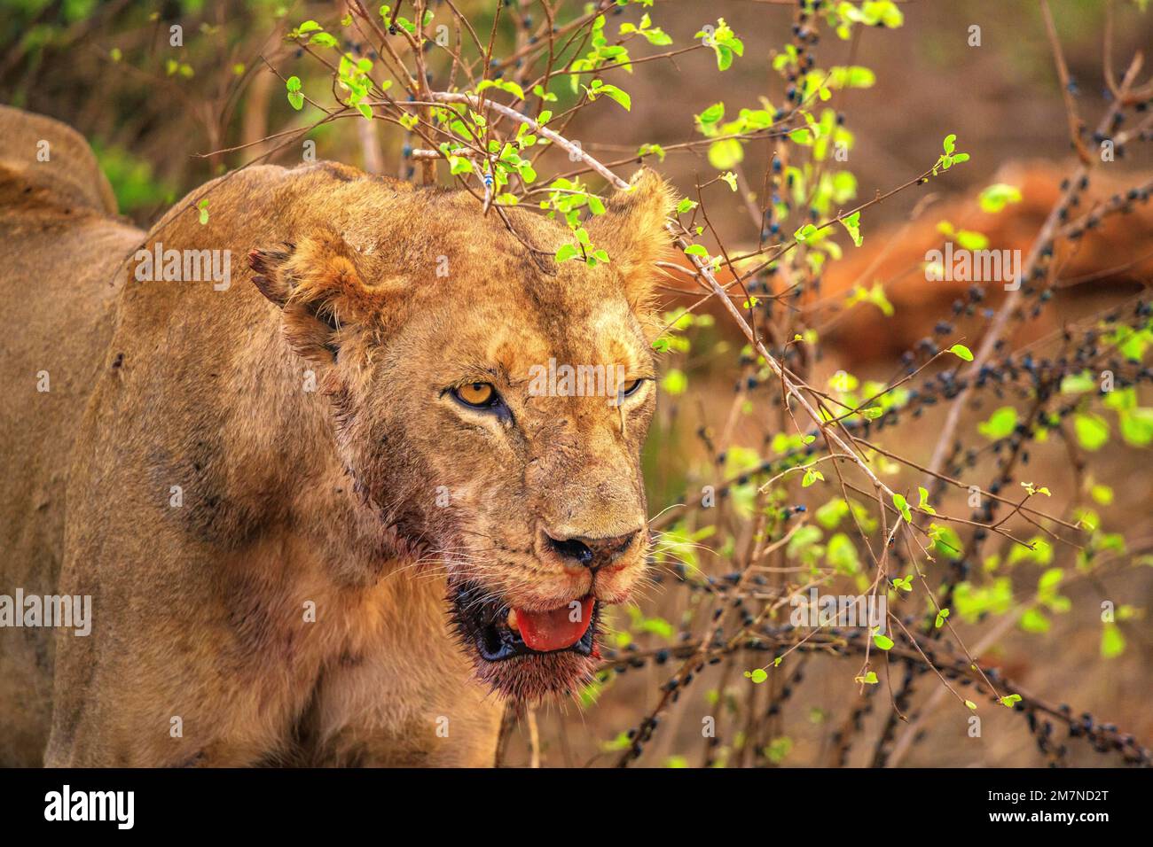 Lioness (Panthera leo) after feeding in Tsavo West National Park, Taita Hills, Kenya, Africa Stock Photo
