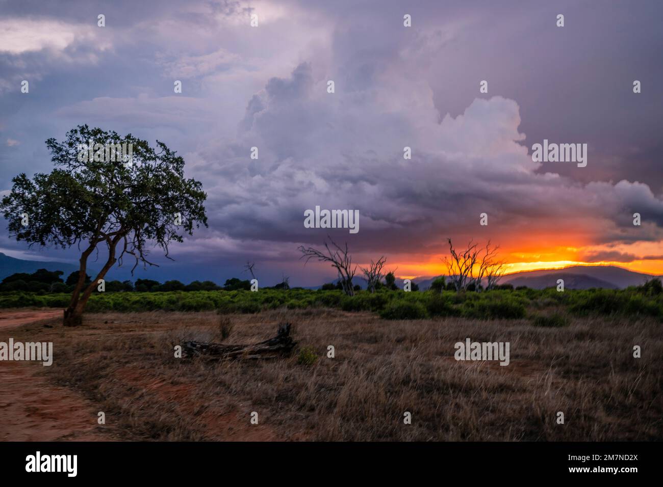 Sunset on a safari, landscape shot in the savannah Tsavo West National Park, kenya, africa Stock Photo