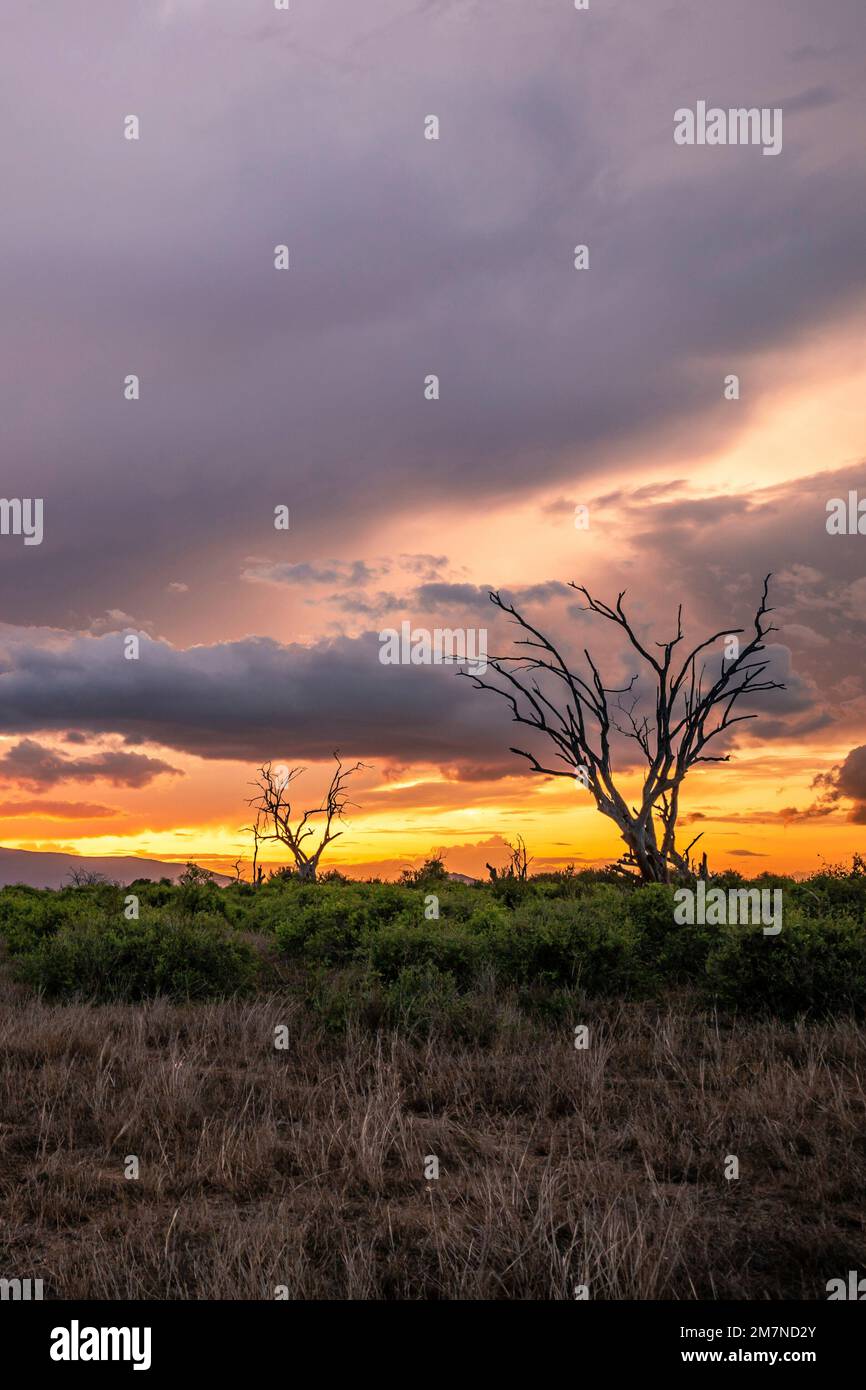 Sunset on a safari, landscape shot in the savannah Tsavo West National Park, kenya, africa Stock Photo