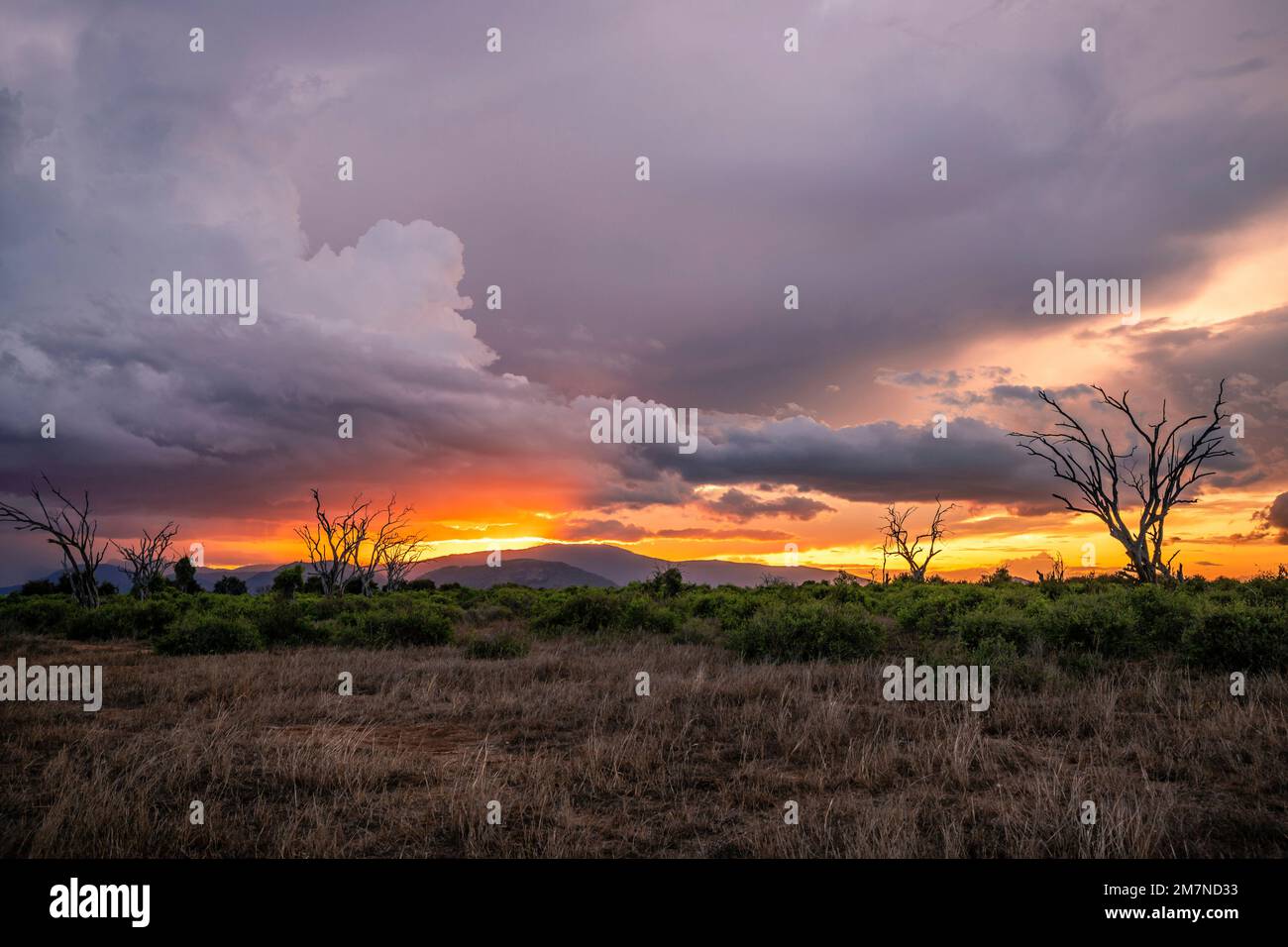 Sunset on a safari, landscape shot in the savannah Tsavo West National Park, kenya, africa Stock Photo