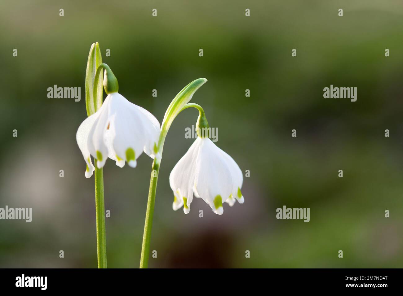 One Snowflake In Spring Snowflake in spring (manual focus Stock Photo - Alamy