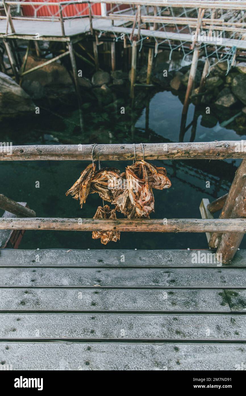 dried fish, Norway, Lofoten Stock Photo Alamy