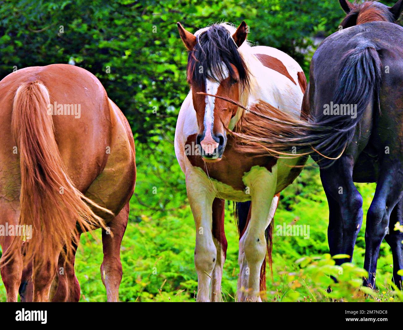 Caballo español Stock Photo