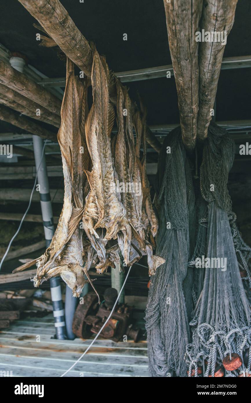 Dried fish and fishing nets, Norway, Lofoten Stock Photo Alamy